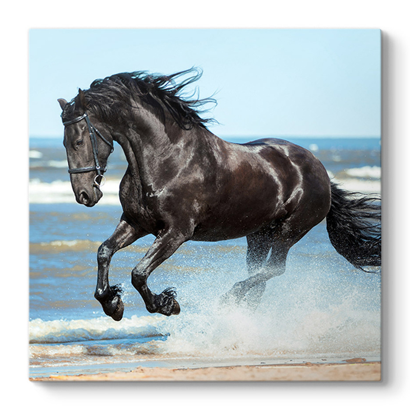 Πίνακας σε καμβά "Black Horse" ψηφιακής εκτύπωσης 60x60x3εκ.